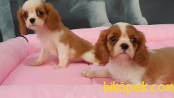 Satılık Cavalier Kıng Charles 2