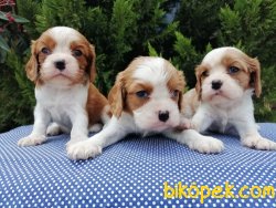 Satılık Cavalier King Charles Yavruları 3
