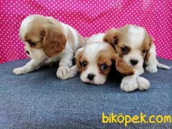 Satılık Cavalier King Charles Yavruları 1