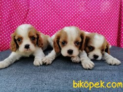Satılık Cavalier King Charles Yavruları 2