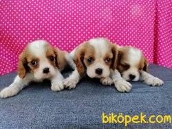 Satılık Cavalier King Charles Yavruları 5
