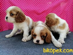 Satılık Cavalier King Charles Yavruları 4