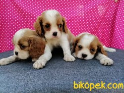 Satılık Cavalier King Charles Yavruları 3