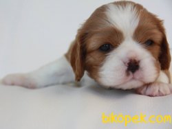 Satılık Cavalier King Charles Yavruları 2