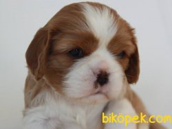 Satılık Cavalier King Charles Yavruları 5