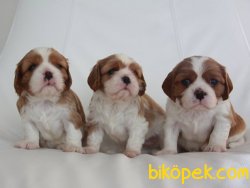 Satılık Cavalier King Charles Yavruları 1