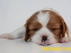 Satılık Cavalier King Charles Yavruları 3