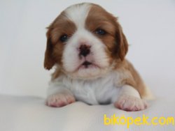 Satılık Cavalier King Charles Yavruları 4
