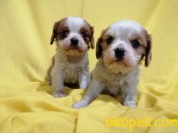 Satılık Cavalier King Charles Yavruları 3