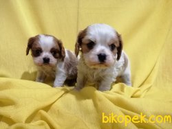 Satılık Cavalier King Charles Yavruları 1