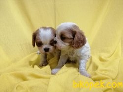 Satılık Cavalier King Charles Yavruları 4
