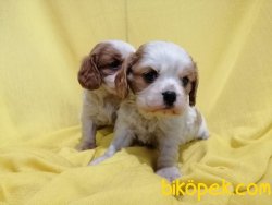 Satılık Cavalier King Charles Yavruları 2