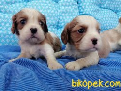 Satılık Cavalier King Charles Yavruları 4