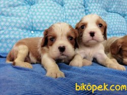 Satılık Cavalier King Charles Yavruları 2