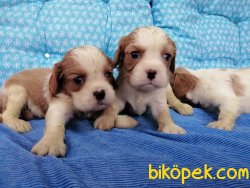 Satılık Cavalier King Charles Yavruları 5