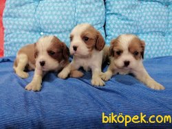 Satılık Cavalier King Charles Yavruları 1