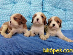 Satılık Cavalier King Charles Yavruları 3