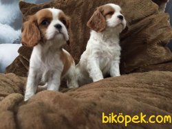 SATILIK CAVALİER KING CHARLES YAVRULARI 5