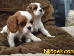 SATILIK CAVALİER KING CHARLES YAVRULARI 4