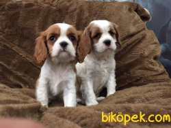 SATILIK CAVALİER KING CHARLES YAVRULARI 2