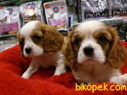 Satılık CAVALİER KING CHARLES YAVRULARI 5