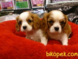 Satılık CAVALİER KING CHARLES YAVRULARI 3