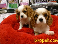 Satılık CAVALİER KING CHARLES YAVRULARI 4