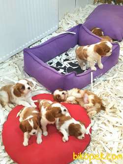 SATILIK CAVALİER KING CHARLES YAVRULARI 5