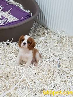SATILIK CAVALİER KING CHARLES YAVRULARI 4