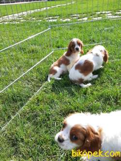 SATILIK CAVALİER KING CHARLES YAVRULARI 3