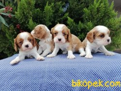 Satılık Cavalier Yavruları 1