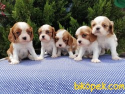 Satılık Cavalier Yavruları 2
