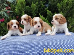 Satılık Cavalier Yavruları 3