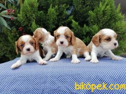 Satılık Cavalier Yavruları 5