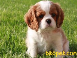 Satılık Cavalier Yavruları 2