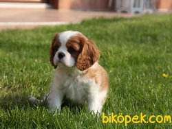 Satılık Cavalier Yavruları 3