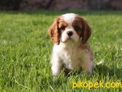 Satılık Cavalier Yavruları 1