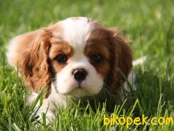 Satılık Cavalier Yavruları 4