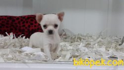 SATILIK CHIHUAHUA YAVRU 1