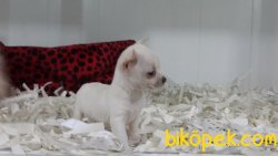 SATILIK CHIHUAHUA YAVRU 2