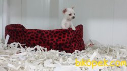 SATILIK CHIHUAHUA YAVRU 4