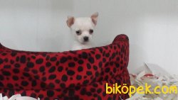 SATILIK CHIHUAHUA YAVRU 5