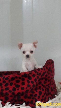 SATILIK CHIHUAHUA YAVRU 3