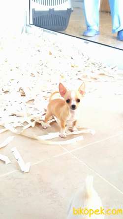 Satılık CHIHUAHUA YAVRU 1