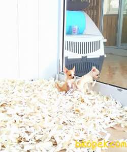 Satılık CHIHUAHUA YAVRU 4
