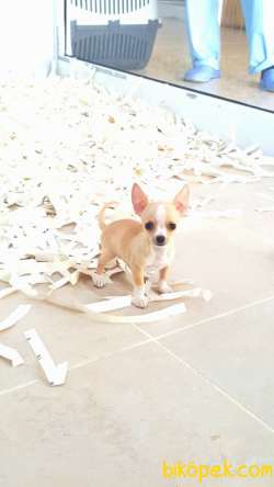 Satılık CHIHUAHUA YAVRU 2