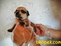 Satılık Chihuahua Yavruları 1