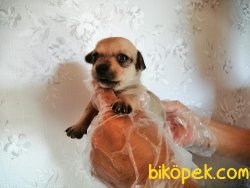 Satılık Chihuahua Yavruları 4