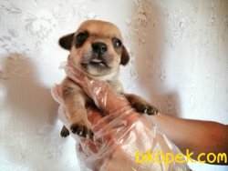Satılık Chihuahua Yavruları 5
