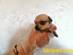 Satılık Chihuahua Yavruları 2